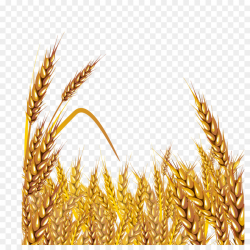Wheat Cartoon clipart - Wheat, Food, Grass, transparent clip art