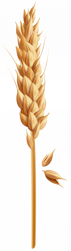Wheat Grain PNG Clip Art Image | Gallery Yopriceville - High ...