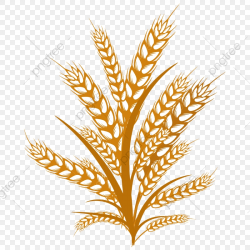 Wheat Illustration, Wheats, Fields, Happy Thanks Giving PNG ...