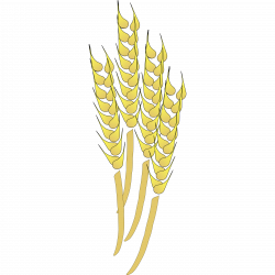 Wheat Cliparts For Free Hay Clipart And Use In Transparent ...