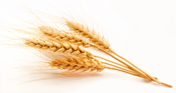 Download Free png Wheat PNG High Quality Image - DLPNG.com