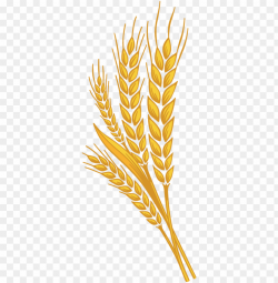 Download wheat clipart png photo | TOPpng
