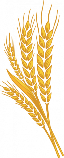 wheat png - Free PNG Images | TOPpng