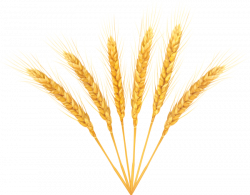 Wheat png - Free PNG Images | TOPpng