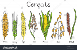 Cereals hand-drawn illustration - wheat, barley, rye, millet ...