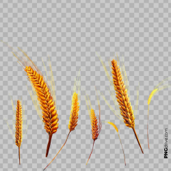 Vector Golden Wheat Millet Plant from Field PNG Image - PNG ...