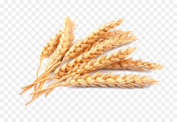 Wheat Cartoon clipart - Rice, Wheat, Food, transparent clip art