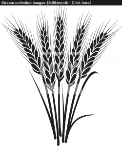 Wheat Plant Sketch at PaintingValley.com | Explore ...