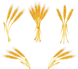 Free Free Wheat Vector, Download Free Clip Art, Free Clip ...