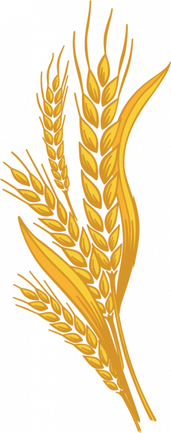 Wheat PNG images free download