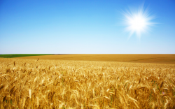 Free Wheat Clipart wheat farming, Download Free Clip Art on ...