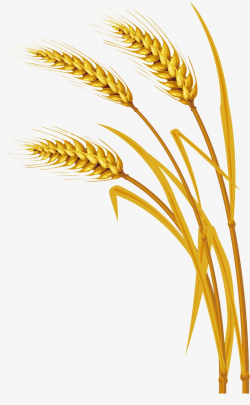 Wheat crops clipart 2 » Clipart Portal