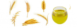 Free Wheat Clipart wheat germ, Download Free Clip Art on ...