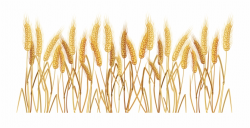 Wheat Grass Png Transparent Background Wheat Clipart - Clip ...