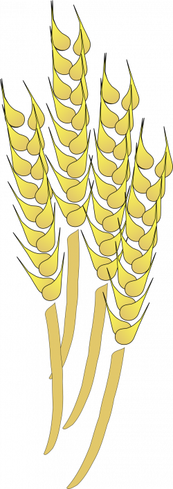 Clipart - Wheat