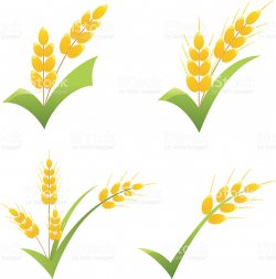 Wheat Clipart wheat leaf 19 - 1011 X 1024 Free Clip Art ...