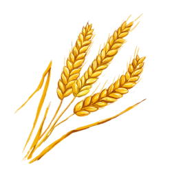 Wheat Spikes Illustration transparent PNG - StickPNG