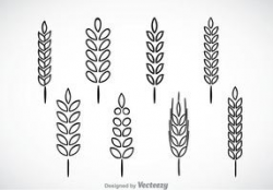 Wheat Stalk Free Vector Art - (743 Free Downloads)