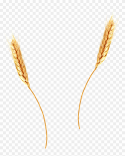 Wheat Agriculture Barley Spikes Png Image - Wheat Straw ...