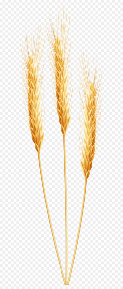 Emmer Cereal germ - Wheat PNG Clip Art Image png download - 2160 ...