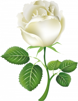WHITE ROSE CLIPART PNG Free Download