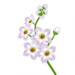White Flower Transparent Clipart | Gallery Yopriceville - High ...