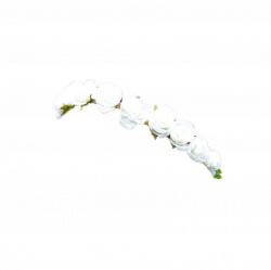 15 White flower crown png for free download on mbtskoudsalg
