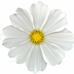 white flower png | ... Cuz I Can ♥♥♥♥♥♥♥♥: FREE WHITE DIGI ...