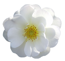 white flower png | Rose transparent png, isolated flower roses ...