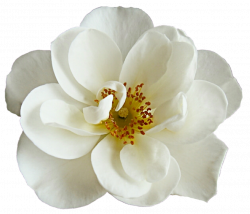 15 White flower png for free download on mbtskoudsalg