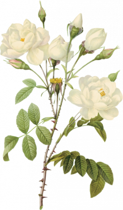 png image download site. White rose PNG image, flower white rose PNG ...