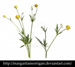PNG Wildflowers Transparent Wildflowers.PNG Images. | PlusPNG