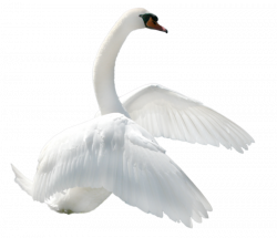 Swan PNG images free download