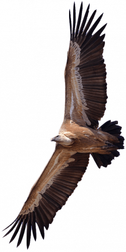 Vulture transparent PNG - StickPNG