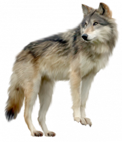 Wolf Clipart | Gallery Yopriceville - High-Quality Images and ...