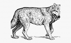 Gray Wolf Clipart Wolf Profile - Black And White Wolf ...
