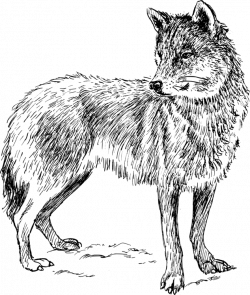 Wolf Carnivore Transparent Clipart Free Png - AZPng
