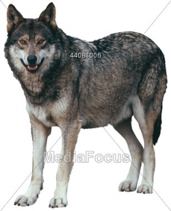 Stock Photo predator animals carnivore wolf clipart - Image ...