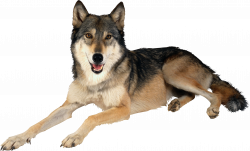 wolf PNG | Animal PNG | Pinterest | Wolf and Animal