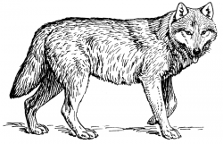 Free wolf clipart 1 page of public domain clip art ...