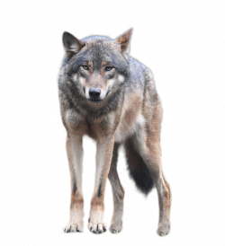 Wolf PNG Transparent 140+ stock images free