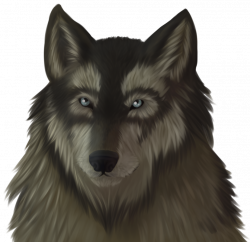 Wolf Front View Drawing at GetDrawings.com | Free for personal use ...
