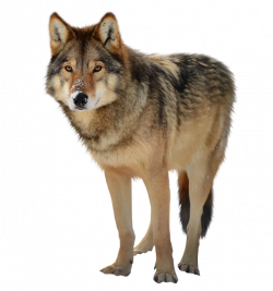 Timber wolf PNG by RAYNExstorm on DeviantArt