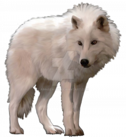 28+ Collection of Wolf Clipart White | High quality, free cliparts ...