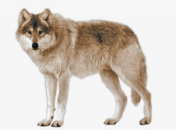 Real Wolf PNG, Clipart, Animals, Animals Wolf, Carnivores ...