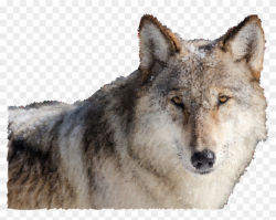 Wolves Clipart Real Wolf - Wolf Face Front, HD Png Download ...