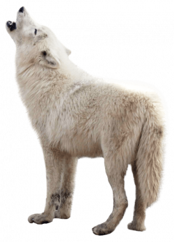 wolf png - Free PNG Images | TOPpng