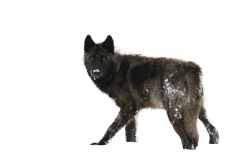 Black Wolf PNG Transparent Black Wolf.PNG Images. | PlusPNG