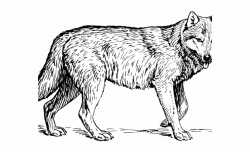Coyote Clipart Wolf Howl - Realistic Coloring Pages Animals ...