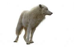 Wolf, Animals, PNG, Transparent Images, Clipart (45 Images) - Free ...